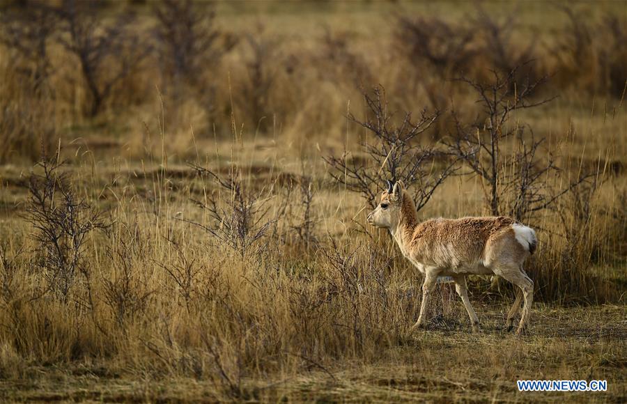 CHINA-QINGHAI-PROCAPRA PRZEWALSKII(CN)