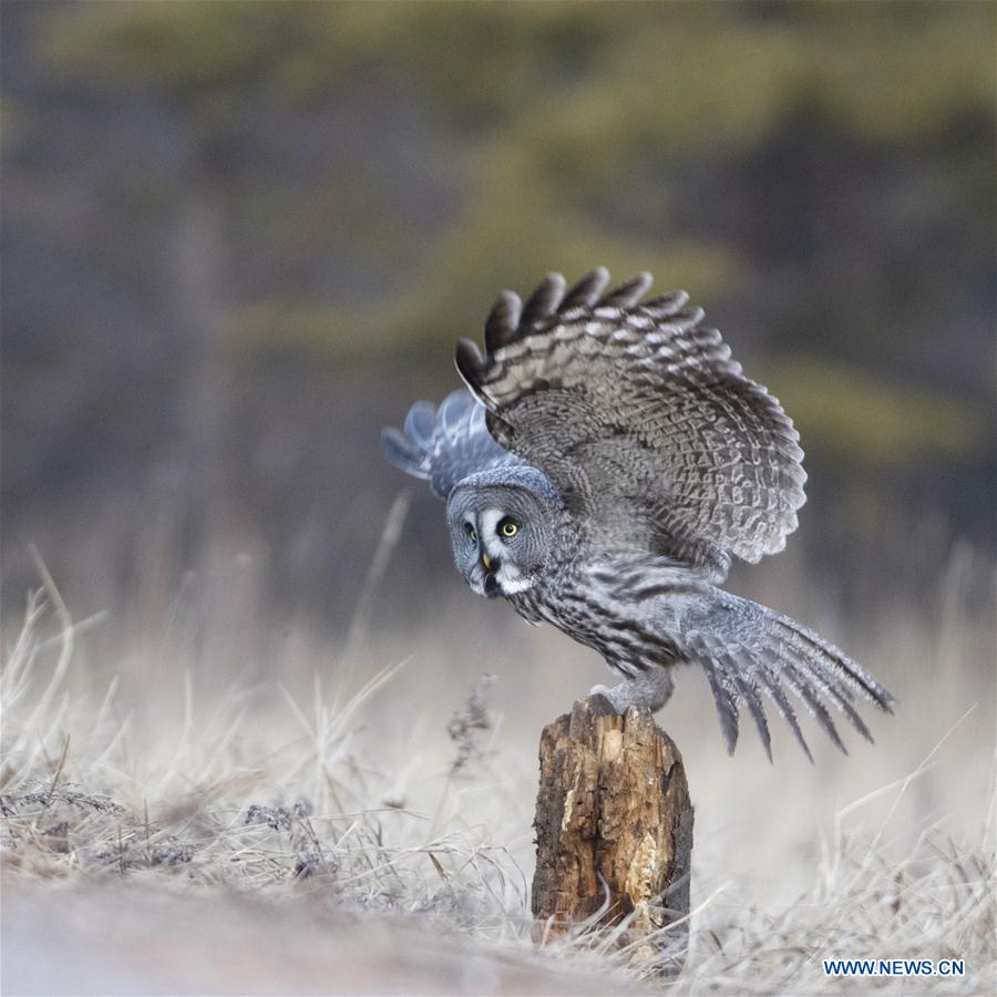 CHINA-INNER MONGOLIA-YAKESHI-WILD BIRD (CN)