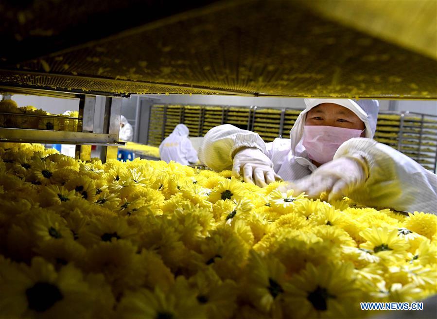 CHINA-HENAN-CHRYSANTHEMUM INDUSTRY (CN) 