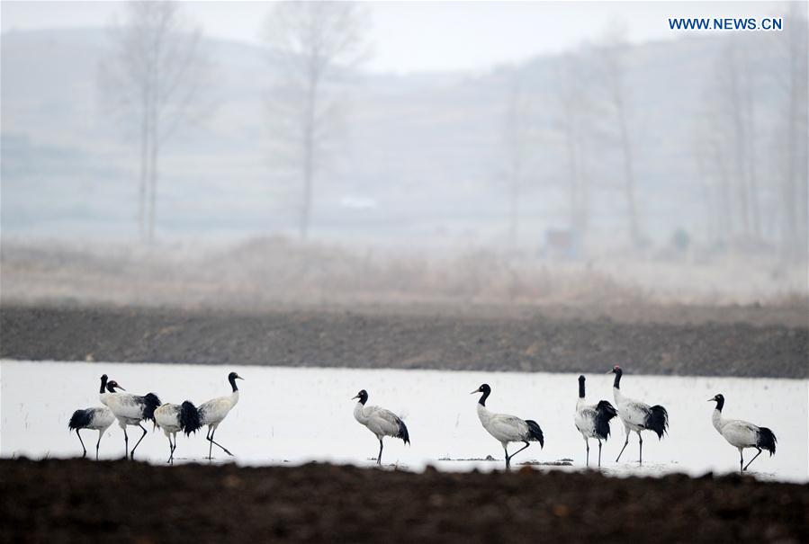CHINA-GUIZHOU-WEINING-MIGRATORY BIRDS (CN)