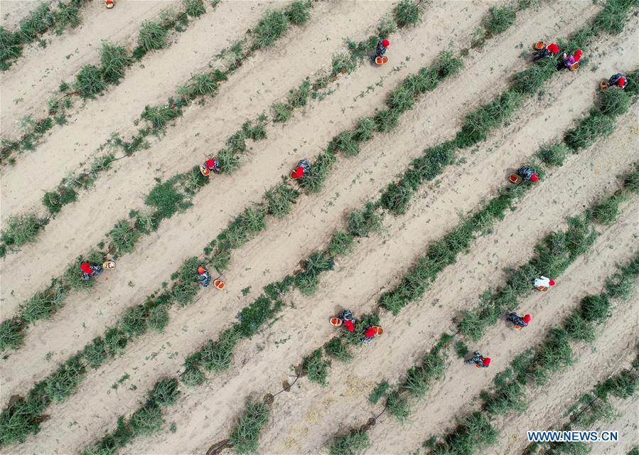 #CHINA-NINGXIA-WUZHONG-WOLFBERRY-HARVEST (CN)