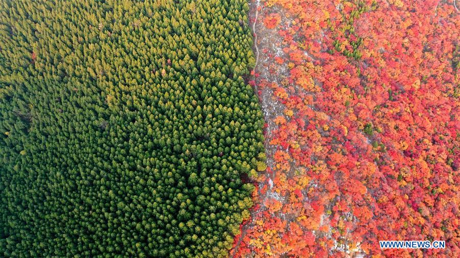 CHINA-SHANDONG-JINAN-AUTUMN SCENERY (CN)