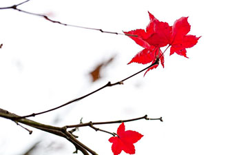 In pics: red maple leaves in Zigui, China's Hubei