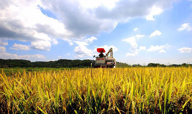 Farmers busy harvesting rice in E China's Jiangxi