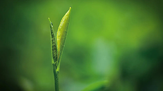 這片樹葉，改變了世界！