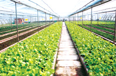 “三個覆蓋”力推農村基礎設施建設