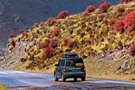 天微涼葉漸黃，最美風景是家鄉