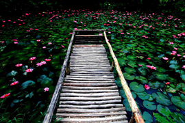 踱步花間，邂逅美麗