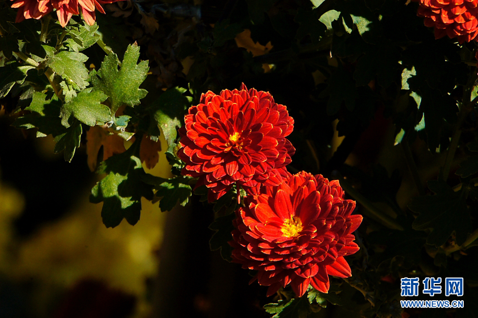 金秋北海養心齋小拍