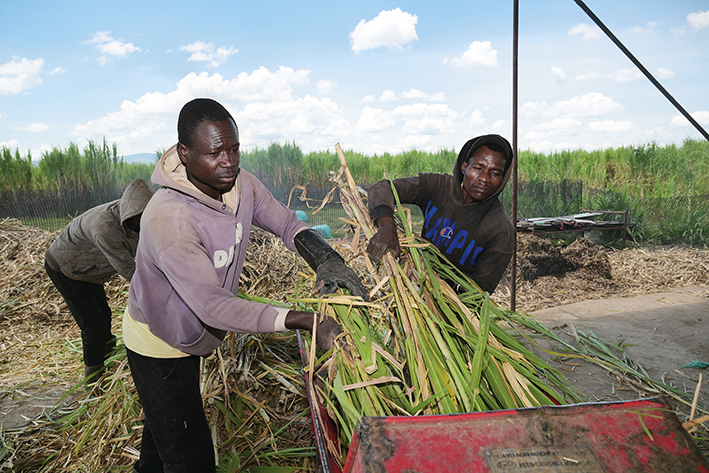 2025年10月14日，在肯尼亚西部纳库鲁郡，工人在菌草种植园内对刚刚收割的菌草做初加工 杨光摄/本刊