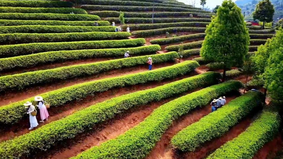 新華視點丨春日農事新圖景 創新融合促振興