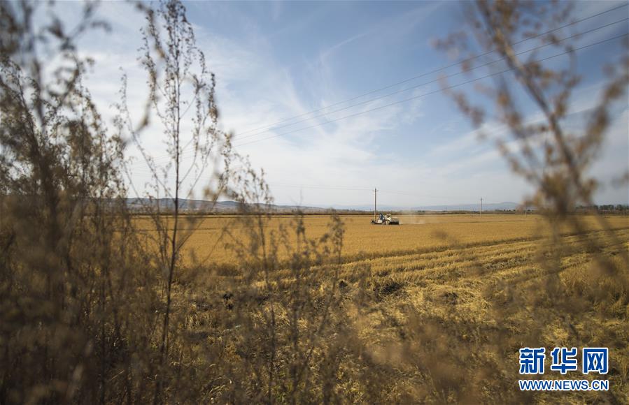 （經濟）（5）吉林延邊：金秋十月 稻谷飄香