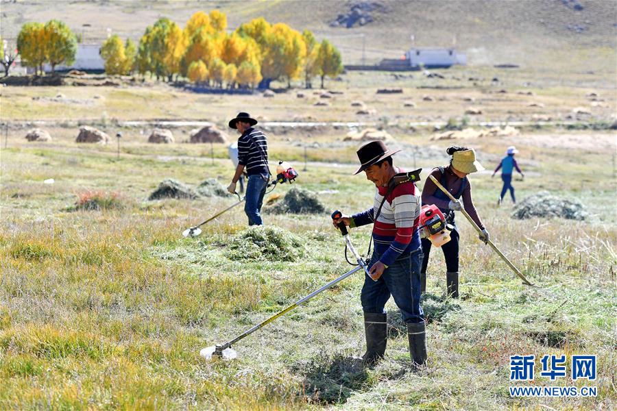 （社會）（5）西藏：牧草豐收儲&ldquo;冬糧&rdquo;