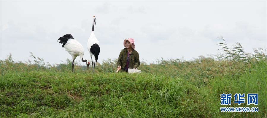 （圖文互動&middot;新華全媒頭條）（9）一家人與一群鶴的生死相守