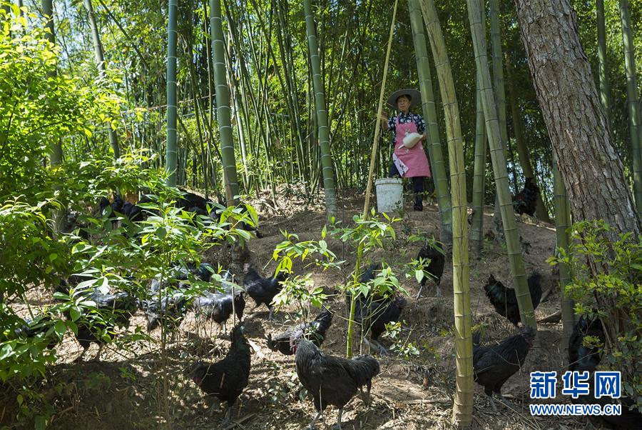 （新華全媒頭條&middot;圖文互動）（2）赤水：別了，貧困！