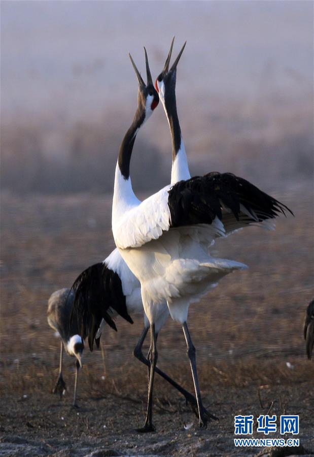 #（環境）（3）鶴舞鹽城濕地