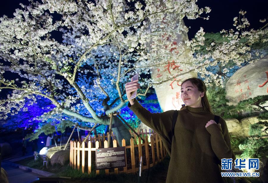 （春季美麗生態）（4）武漢：櫻花繽紛醉游人