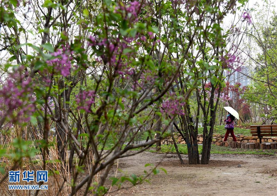 （在習近平新時代中國特色社會主義思想指引下&mdash;&mdash;新時代新氣象新作為&middot;新華全媒頭條&middot;圖文互動）（4）最濃是這中國紅&mdash;&mdash;北京市西城區弘揚紅墻意識深化改革發展紀實