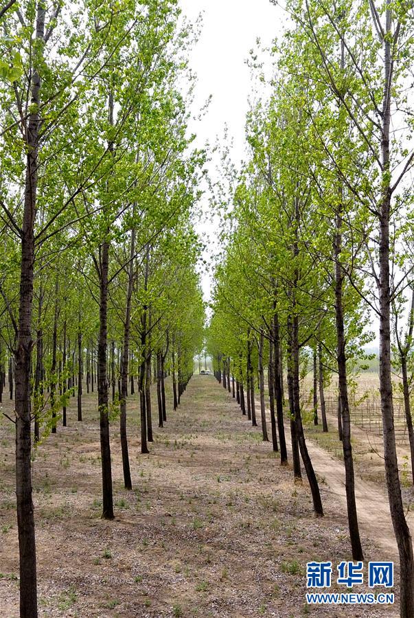 （在習(xí)近平新時代中國特色社會主義思想指引下&mdash;&mdash;新時代新氣象新作為&middot;圖文互動）（6）河南民權(quán)：三代造林人接力68年播綠黃河故道