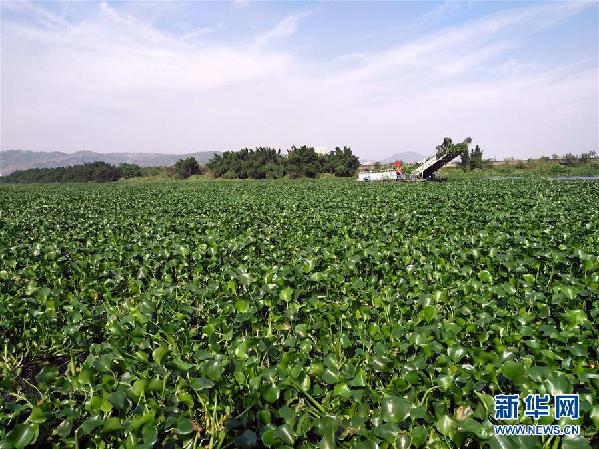 （圖文互動）（4）&ldquo;白練&rdquo;變&ldquo;黑龍&rdquo;，江河變&ldquo;草原&rdquo;－－粵東母親河為何污染20多年難治理？