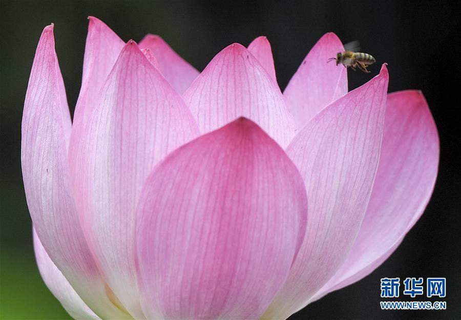 （環境）（1）夏日荷韻