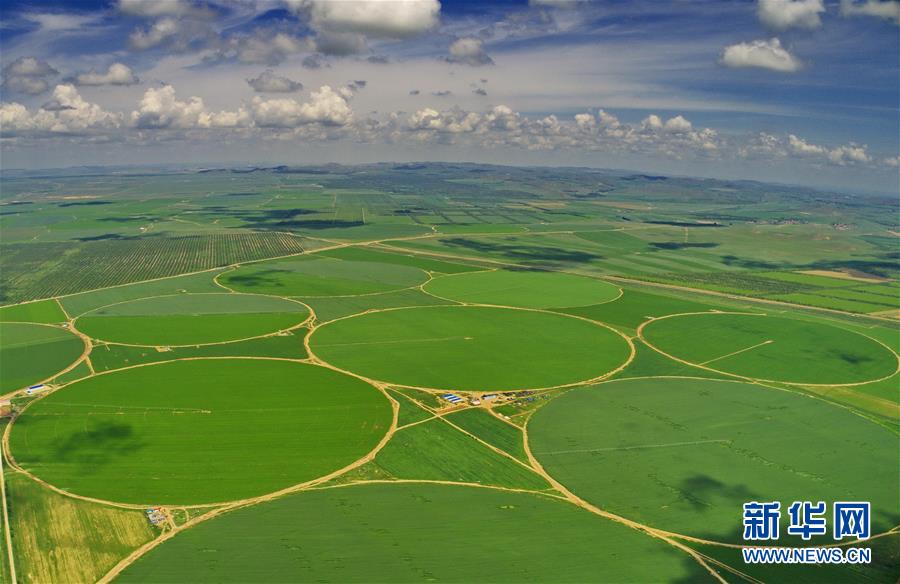 （經濟）（2）綠染塞北農田 展壩上現代農業新姿