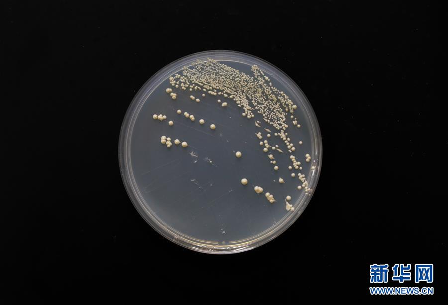 （科技）（4）中國&ldquo;創造&rdquo;世界首例單條染色體真核細胞