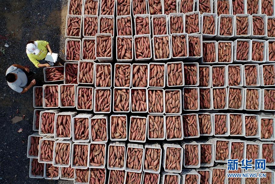 （新華全媒頭條&middot;聚焦鄉村振興戰略規劃&middot;圖文互動）（11）推進鄉村振興的行動指南&mdash;&mdash;解讀鄉村振興戰略首個五年規劃亮點