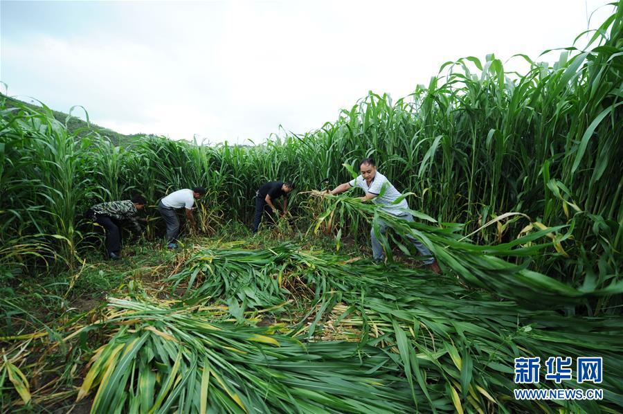 （在習(xí)近平新時(shí)代中國(guó)特色社會(huì)主義思想指引下&mdash;&mdash;新時(shí)代新作為新篇章&middot;圖文互動(dòng)）（6）三年村干部 一世農(nóng)村情&mdash;&mdash;記貴州石阡農(nóng)村扶貧干部