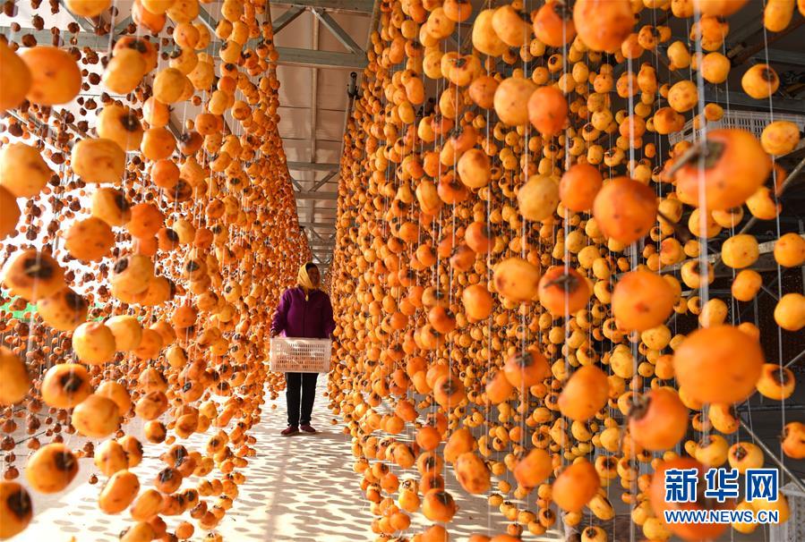 （鏡觀中國&middot;新華社國內(nèi)照片一周精選）（15）柿掛