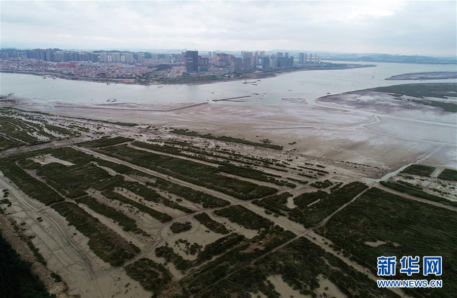 （新華視點&middot;圖文互動）（1）福建10名黨員干部被問責的背后：7部門十余次執法未能有效制止泉州灣濕地圍墾行為