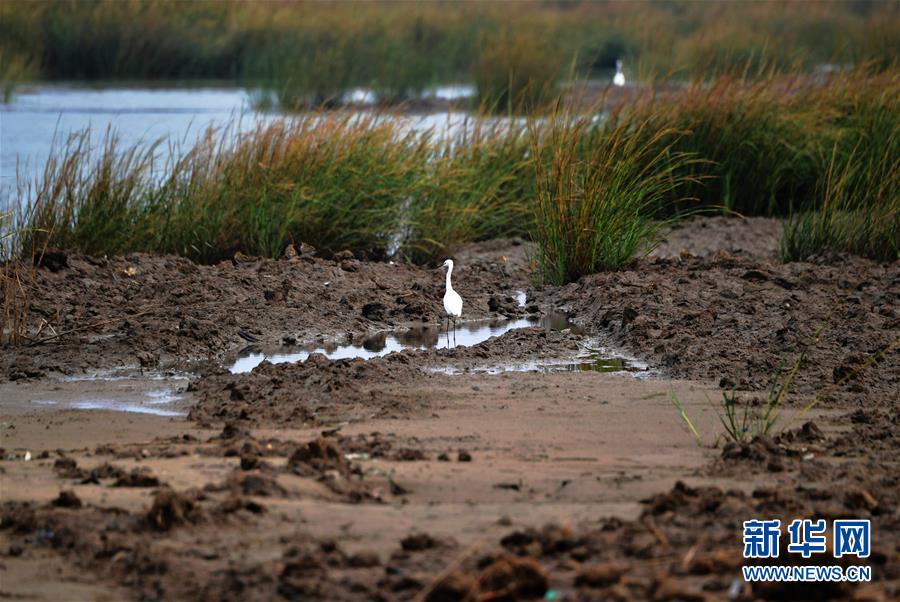 （新華視點&middot;圖文互動）（4）福建10名黨員干部被問責的背后：7部門十余次執法未能有效制止泉州灣濕地圍墾行為