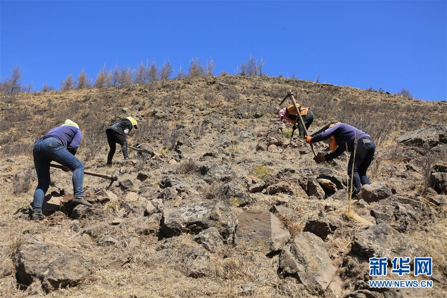 （新華全媒頭條&middot;圖文互動）（8）那一抹綠色，走進越來越多人心里&mdash;&mdash;河北塞罕壩續寫新時代綠色傳奇