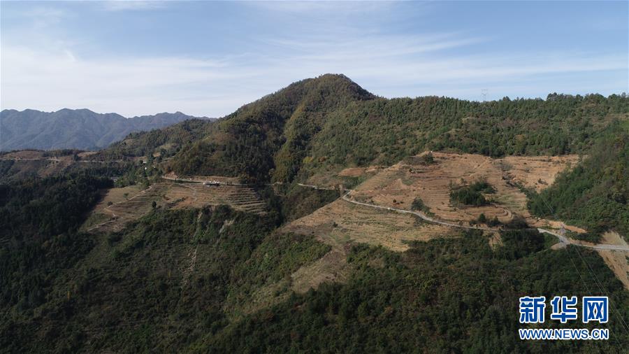 （在習(xí)近平新時代中國特色社會主義思想指引下&middot;慶祝改革開放40周年&middot;共享發(fā)展&middot;圖文互動）（4）&ldquo;浙江親人&rdquo;請心安 白茶苗已種滿山&mdash;&mdash;浙江安吉捐贈四川青川白茶苗種植地探訪