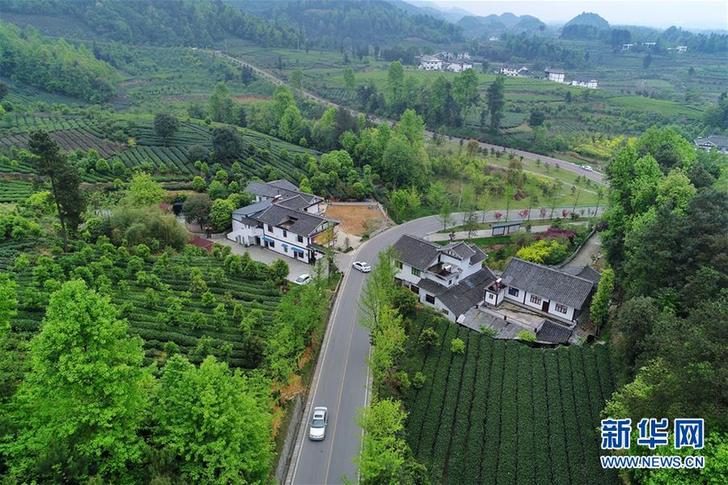 （百城百縣百企調研行&middot;圖文互動）（3）貴州湄潭：綠浪淘心 茶富萬民