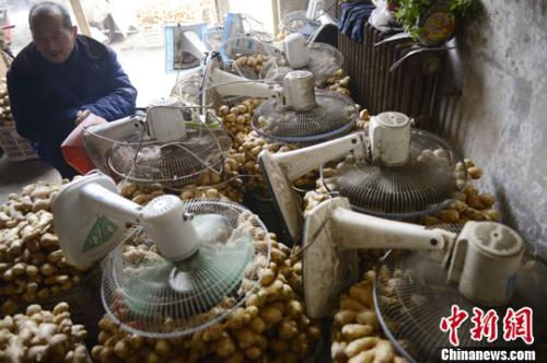 資料圖：山西太原蔬菜批發(fā)市場，姜販用多臺電風(fēng)扇風(fēng)干新鮮潮濕的生姜。<a target='_blank' ><p  align=