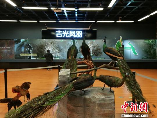 先有雞還是先有蛋？這個科普展覽有點&ldquo;不一般&rdquo;