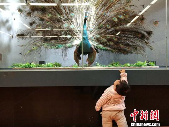 圖為展覽現(xiàn)場。　胡遠航 攝