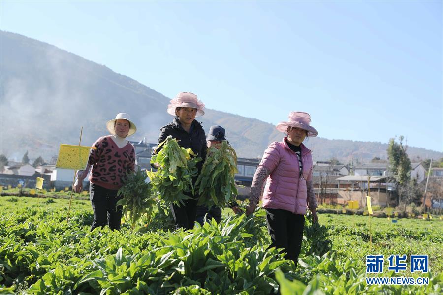 （新春走基層&middot;圖文互動(dòng)）（1）&ldquo;蒜農(nóng)&rdquo;不種蒜 買蒜過除夕&mdash;&mdash;洱海農(nóng)業(yè)綠色轉(zhuǎn)型見聞