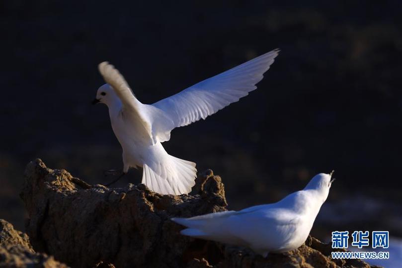 （第35次南極科考&middot;圖文互動）（1）中國首次利用紅外相機自動監測南極雪海燕