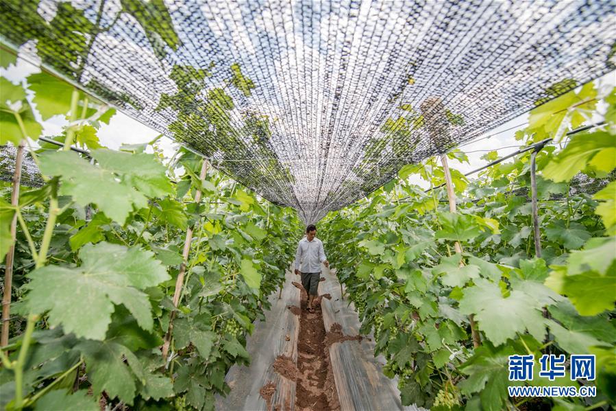 （在習近平新時代中國特色社會主義思想指引下&mdash;&mdash;新時代新作為新篇章&middot;圖文互動）（2）紅土高原上掀起&ldquo;綠色旋風&rdquo; 