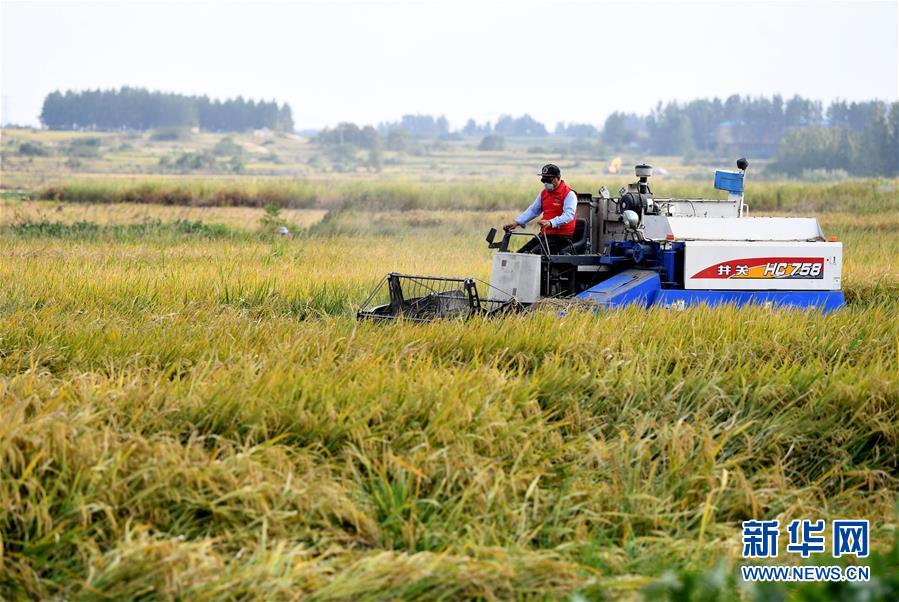 （新華全媒頭條&middot;愛國情 奮斗者&middot;圖文互動）（6）一個村的奮斗，一個時代的巨變&mdash;&mdash;記敢&ldquo;蹚新路&rdquo;的小崗人