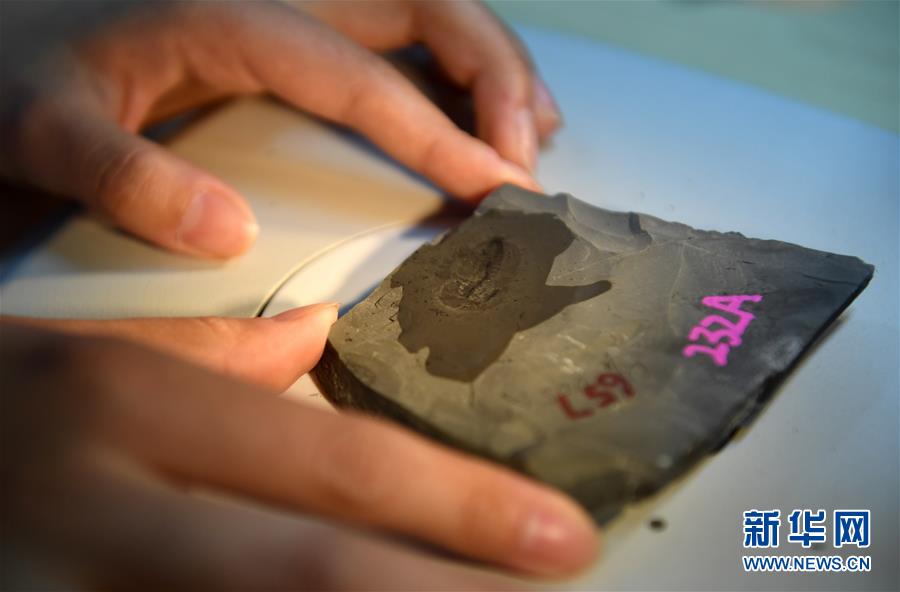 （新華全媒頭條&middot;圖文互動）（8）探尋5億年前&ldquo;生命大爆炸&rdquo;之奧秘&mdash;&mdash;中國科學家發現寒武紀&ldquo;化石寶庫&rdquo;清江生物群紀實