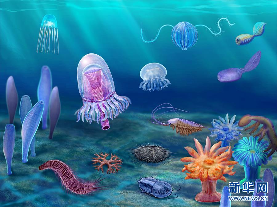 （新華全媒頭條&middot;圖文互動）（15）探尋5億年前&ldquo;生命大爆炸&rdquo;之奧秘&mdash;&mdash;中國科學家發現寒武紀&ldquo;化石寶庫&rdquo;清江生物群紀實