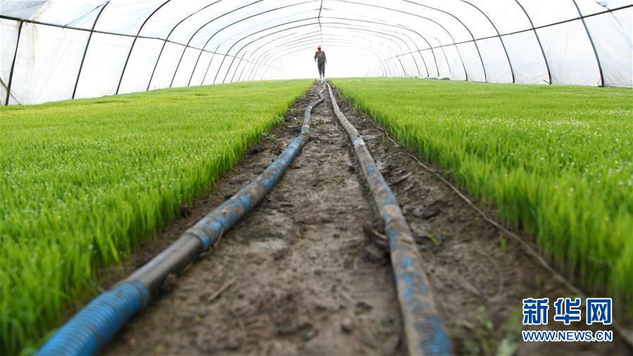 （壯麗70年&middot;奮斗新時代&middot;圖文互動）（7）&ldquo;光腚屯&rdquo;富了美了&mdash;&mdash;《暴風驟雨》原型地黑龍江元寶村振興見聞 