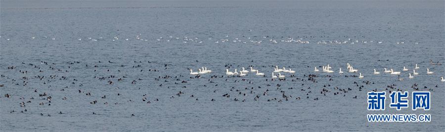 （生態文明建設&middot;圖文互動）（1）從亂河灘到&ldquo;鳥的天堂&rdquo;&mdash;&mdash;一名攝影師鏡頭里的&ldquo;生態變奏曲&rdquo;