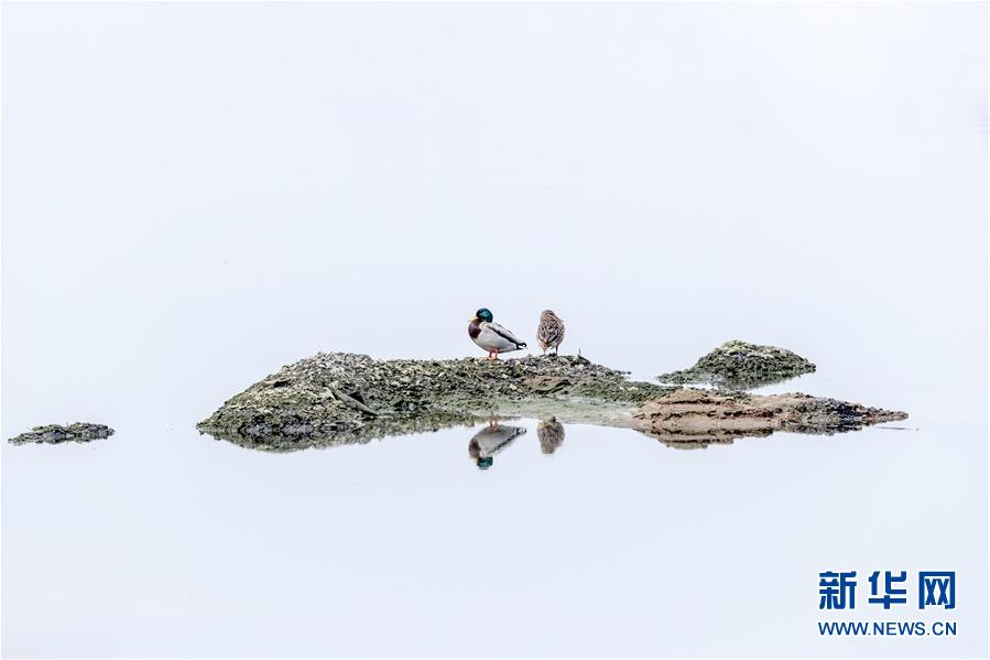 （生態文明建設&middot;圖文互動）（4）從亂河灘到&ldquo;鳥的天堂&rdquo;&mdash;&mdash;一名攝影師鏡頭里的&ldquo;生態變奏曲&rdquo;