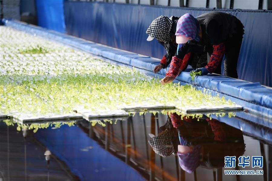 （壯麗70年　奮斗新時代&mdash;&mdash;推動高質(zhì)量發(fā)展調(diào)研行&middot;圖文互動）（5）黑龍江賓縣：&ldquo;北菜南銷&rdquo;演繹結(jié)構(gòu)調(diào)整&ldquo;大文章&rdquo; 