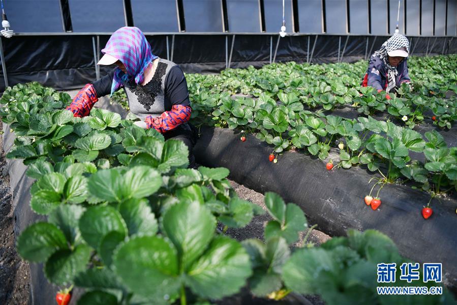 （壯麗70年　奮斗新時代&mdash;&mdash;推動高質(zhì)量發(fā)展調(diào)研行&middot;圖文互動）（7）黑龍江賓縣：&ldquo;北菜南銷&rdquo;演繹結(jié)構(gòu)調(diào)整&ldquo;大文章&rdquo; 