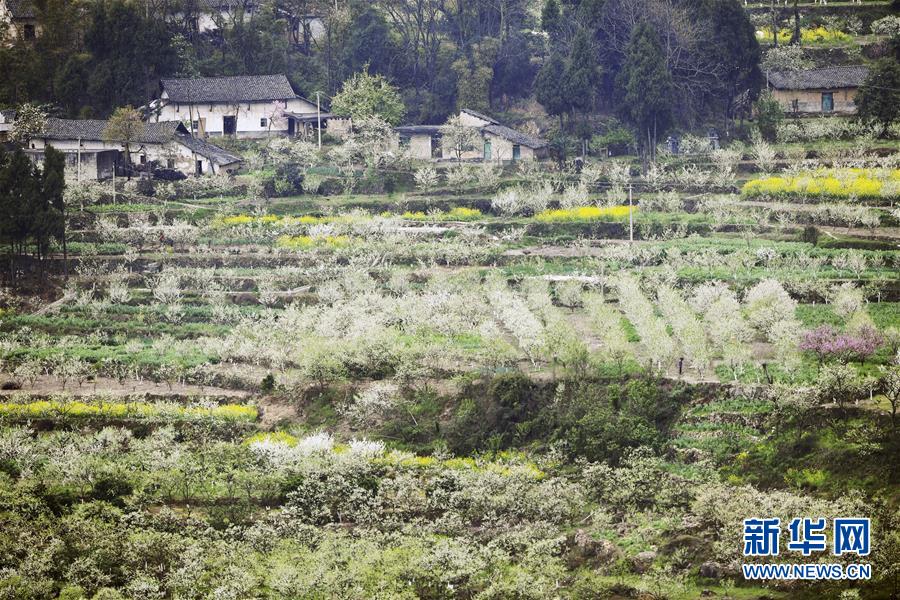 （在習近平新時代中國特色社會主義思想指引下&mdash;&mdash;新時代新作為新篇章）（7）重慶巫山：&ldquo;生態寶貝&rdquo;變身&ldquo;搖錢樹&rdquo;